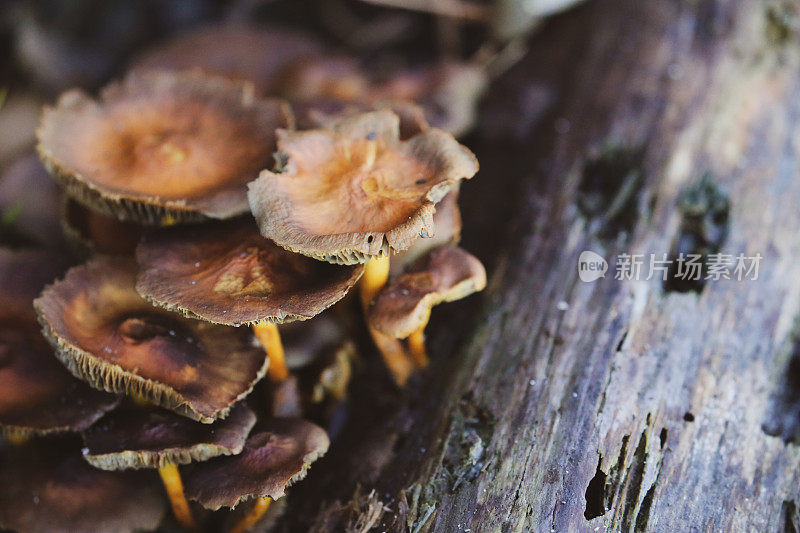 色彩缤纷的蘑菇/真菌从一个死亡的倒下的树枝发芽显示他们的微妙和复杂的鳃形成